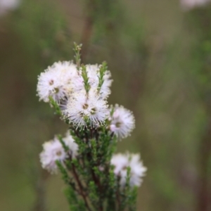 Kunzea parvifolia at Mongarlowe, NSW - suppressed