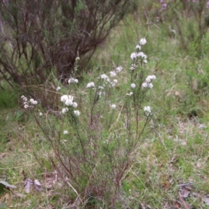 Kunzea parvifolia at Mongarlowe, NSW - suppressed