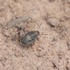 Eribotes sp. (Shield bug) at Hawker, ACT - 30 Oct 2021 by AlisonMilton