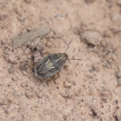 Unidentified Shield, Stink or Jewel Bug (Pentatomoidea) at Hawker, ACT - 30 Oct 2021 by AlisonMilton