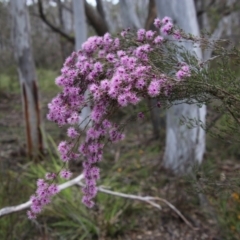 Kunzea parvifolia (Violet kunzea) at Mongarlowe, NSW - 3 Nov 2021 by LisaH