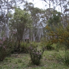 Kunzea parvifolia at Mongarlowe, NSW - suppressed