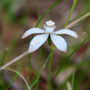 Caladenia dimorpha at Mongarlowe, NSW - suppressed