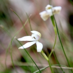 Caladenia dimorpha at Mongarlowe, NSW - suppressed