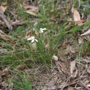 Caladenia dimorpha at Mongarlowe, NSW - suppressed