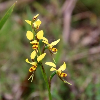 Diuris sulphurea (Tiger Orchid) at Mongarlowe River - 3 Nov 2021 by LisaH