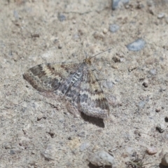 Scopula rubraria (Reddish Wave, Plantain Moth) at Hawker, ACT - 30 Oct 2021 by AlisonMilton