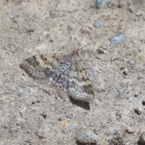 Scopula rubraria at Hawker, ACT - 30 Oct 2021 01:00 PM