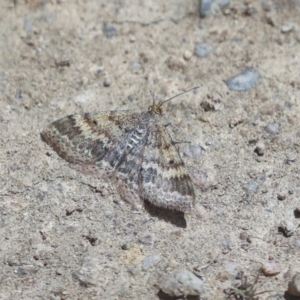 Scopula rubraria at Hawker, ACT - 30 Oct 2021