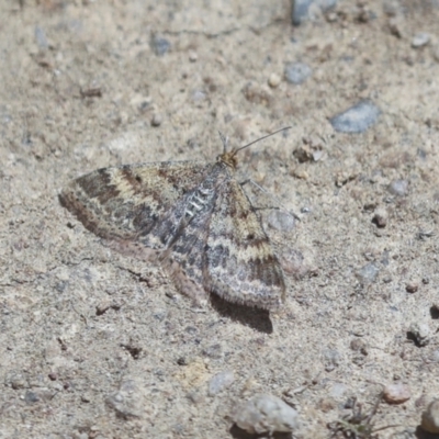 Scopula rubraria (Reddish Wave, Plantain Moth) at Hawker, ACT - 30 Oct 2021 by AlisonMilton