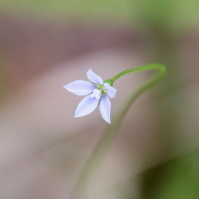 Wahlenbergia multicaulis (Tadgell's Bluebell) at Mongarlowe River - 3 Nov 2021 by LisaH