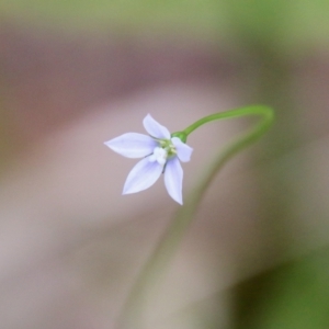 Wahlenbergia multicaulis at Mongarlowe, NSW - 3 Nov 2021