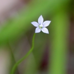 Wahlenbergia multicaulis at Mongarlowe, NSW - 3 Nov 2021