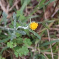 Chrysocephalum apiculatum (Common Everlasting) at Mongarlowe River - 3 Nov 2021 by LisaH