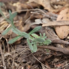 Chrysocephalum apiculatum at Mongarlowe, NSW - 3 Nov 2021