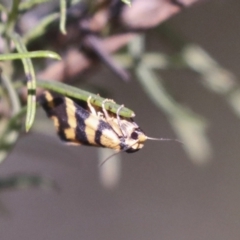 Thallarcha partita (Dark-banded Footman) at Hawker, ACT - 30 Oct 2021 by AlisonMilton