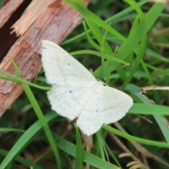 Scopula perlata (Cream Wave) at Mongarlowe, NSW - 3 Nov 2021 by LisaH