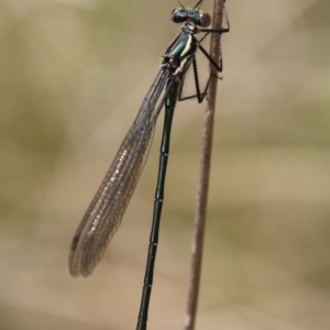 Austroargiolestes icteromelas at Mongarlowe, NSW - suppressed