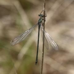 Austroargiolestes icteromelas at Mongarlowe, NSW - suppressed