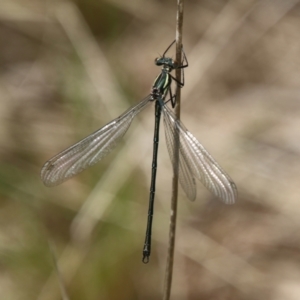 Austroargiolestes icteromelas at Mongarlowe, NSW - suppressed