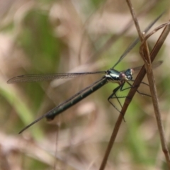 Austroargiolestes icteromelas at Mongarlowe, NSW - suppressed