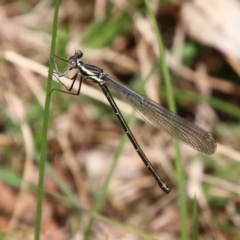 Austroargiolestes icteromelas (Common Flatwing) at Mongarlowe, NSW - 3 Nov 2021 by LisaH