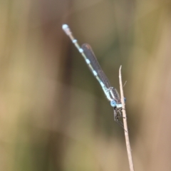 Austrolestes leda (Wandering Ringtail) at Mongarlowe, NSW - 3 Nov 2021 by LisaH