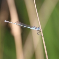 Austrolestes leda at Mongarlowe, NSW - suppressed