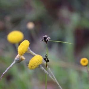 Leptorhynchos squamatus subsp. squamatus at Mongarlowe, NSW - 3 Nov 2021