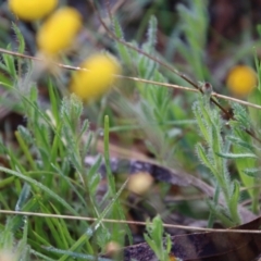 Leptorhynchos squamatus subsp. squamatus at Mongarlowe, NSW - suppressed