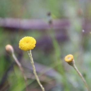 Leptorhynchos squamatus subsp. squamatus at Mongarlowe, NSW - suppressed