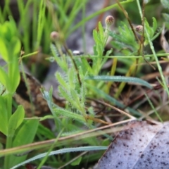 Leptorhynchos squamatus subsp. squamatus at Mongarlowe, NSW - suppressed