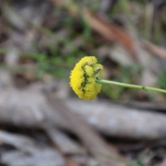 Craspedia sp. (Billy Buttons) at Mongarlowe, NSW - 3 Nov 2021 by LisaH