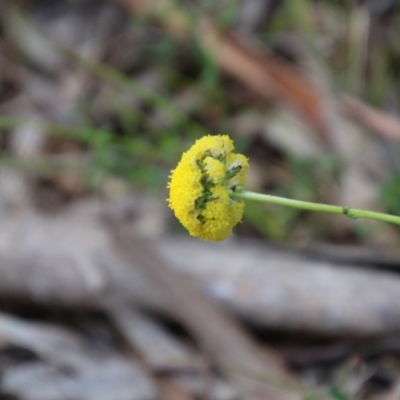 Craspedia sp. (Billy Buttons) at Mongarlowe, NSW - 2 Nov 2021 by LisaH