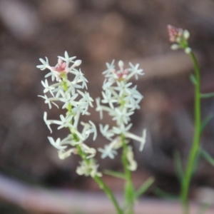 Stackhousia monogyna at Mongarlowe, NSW - suppressed