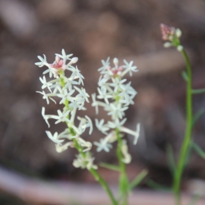 Stackhousia monogyna (Creamy Candles) at Mongarlowe, NSW - 3 Nov 2021 by LisaH