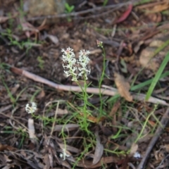 Stackhousia monogyna at Mongarlowe, NSW - suppressed