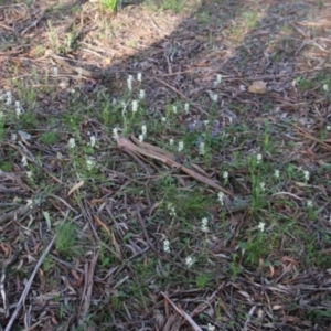 Stackhousia monogyna at Mongarlowe, NSW - suppressed