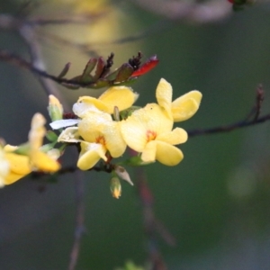 Pultenaea altissima at Mongarlowe, NSW - suppressed