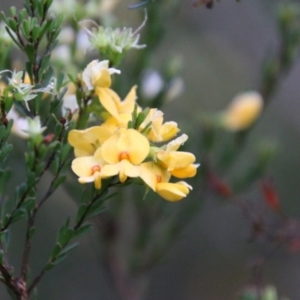 Pultenaea altissima at Mongarlowe, NSW - suppressed