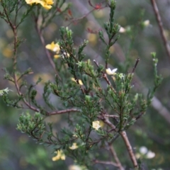 Pultenaea altissima at Mongarlowe, NSW - suppressed