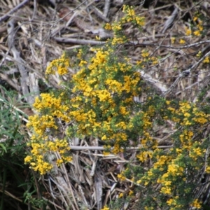 Pultenaea altissima at Mongarlowe, NSW - suppressed