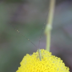 Conocephalus sp. (genus) at Mongarlowe, NSW - 2 Nov 2021