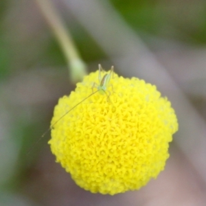 Conocephalus sp. (genus) at Mongarlowe, NSW - 2 Nov 2021