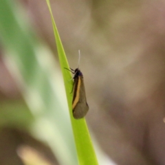 Philobota chrysopotama (A concealer moth) at QPRC LGA - 2 Nov 2021 by LisaH