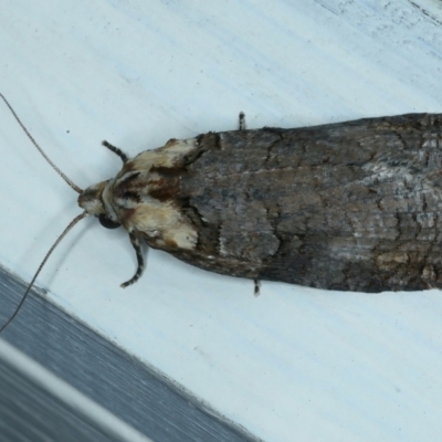 Cryptoptila immersana (A Tortricid moth) at Ainslie, ACT - 31 Oct 2021 by jb2602