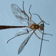 Leptophion yampus (An Ophioninae parasitic wasp) at Ainslie, ACT - 1 Nov 2021 by jb2602