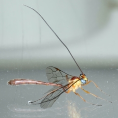 Leptophion yampus at Ainslie, ACT - 1 Nov 2021