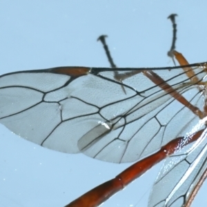 Leptophion yampus at Ainslie, ACT - 1 Nov 2021