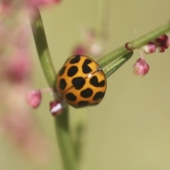 Harmonia conformis (Common Spotted Ladybird) at The Pinnacle - 30 Oct 2021 by AlisonMilton